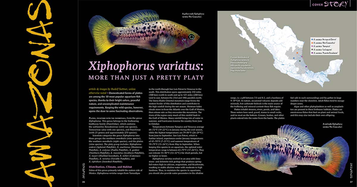 Livebearers: Wild & Domestic / AMAZONAS Magazine / November-December 2025