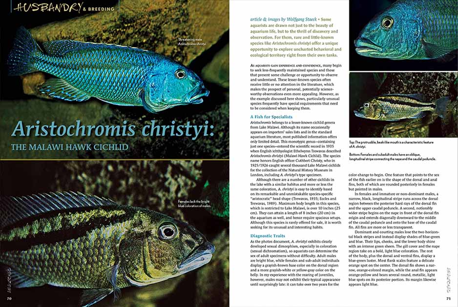 AMAZONAS Magazine September 2025 / Malawi Hawk Cichlid