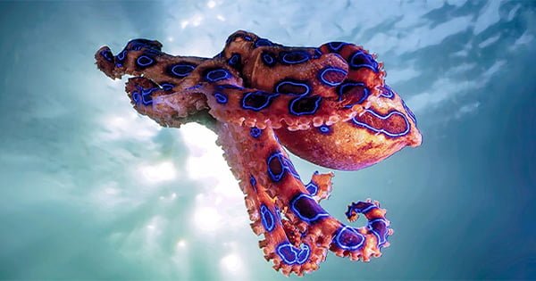 ''Mavi Halkalı Ahtapot'' Ölümcül Güzellik