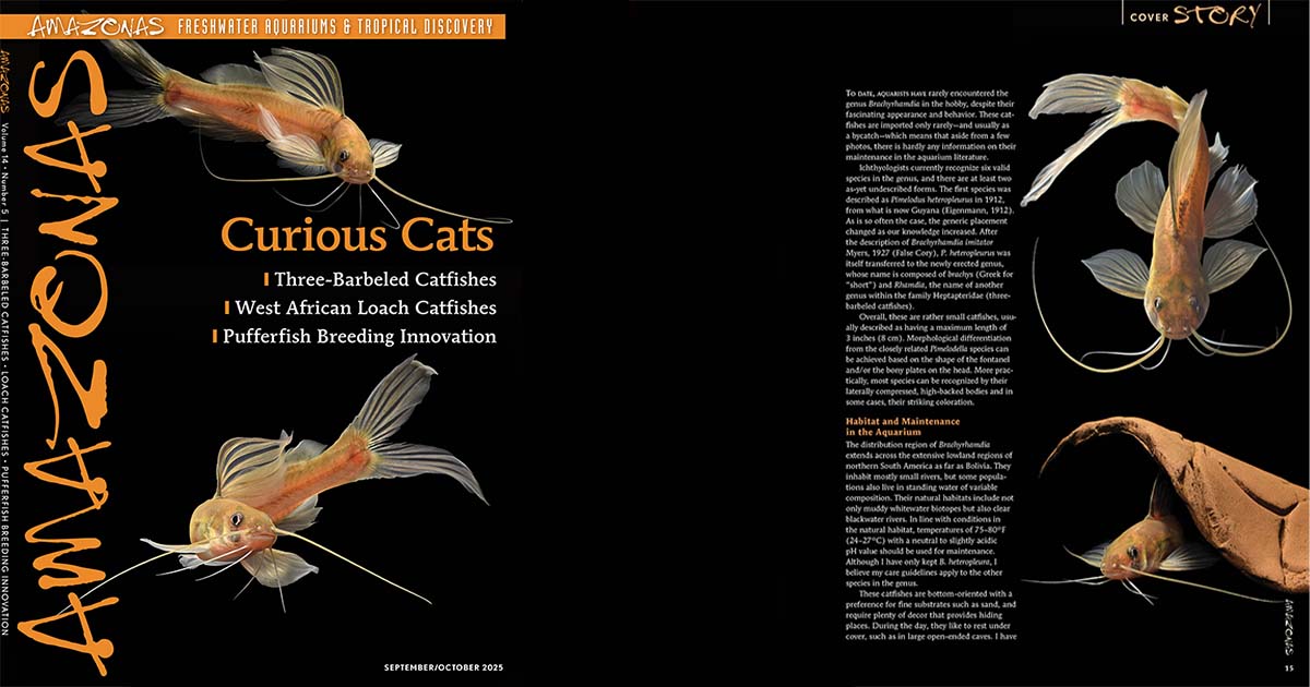 Meraklı Kedi Balıkları / AMAZONAS Dergisi Eylül 2025