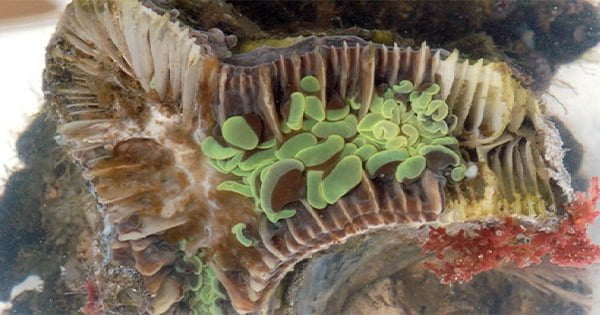 Mercanlarda Kahverengi Jöle (Brown Jelly) Sendromu