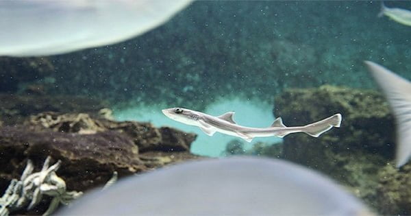 Mucize Bir Köpek Balığı Doğumu Gerçekleşti