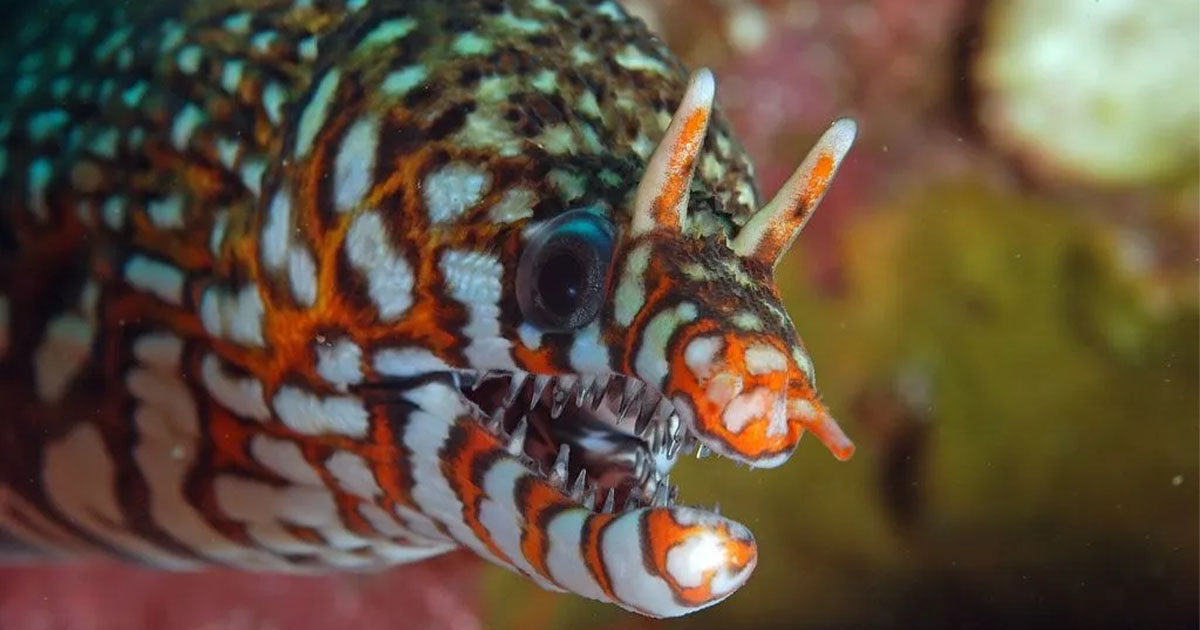 Müren Balığı Bakım Rehberi