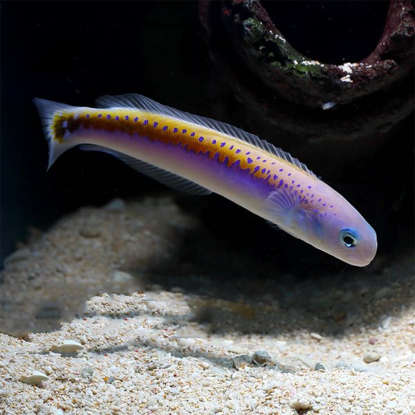 Oreni Tilefish / Hoplolatilus oreni
