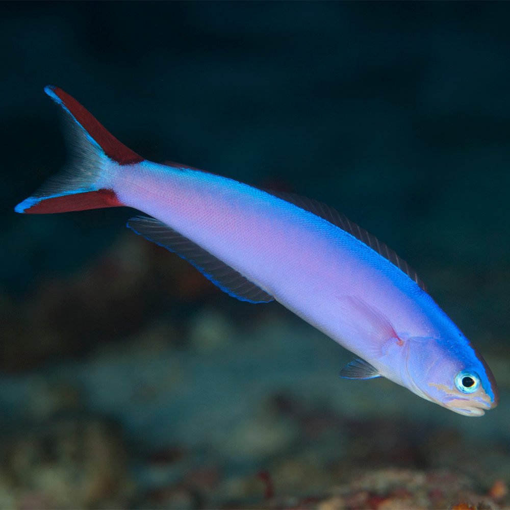 Purple Tilefish / Hoplolatilus purpureus