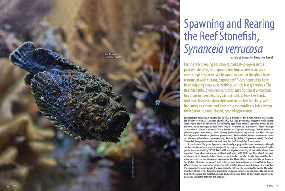 CORAL Dergisi Eylül 2025 / Resif Kaya Balığı Üretimi