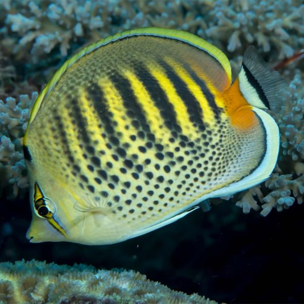 Spotband Butterflyfish / Chaetodon punctatofasciatus