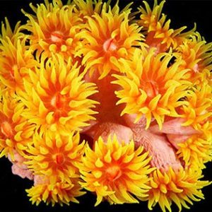 Mercan Seçimi İçin Diğer Mercan Türlerine Bir Örnek Sun Coral