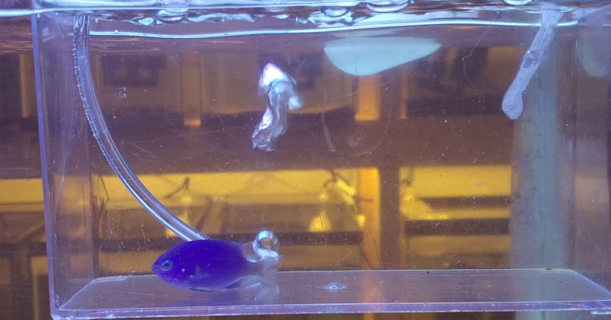 Tatlı Su Banyosu Nedir ve Neden Uygulanır?