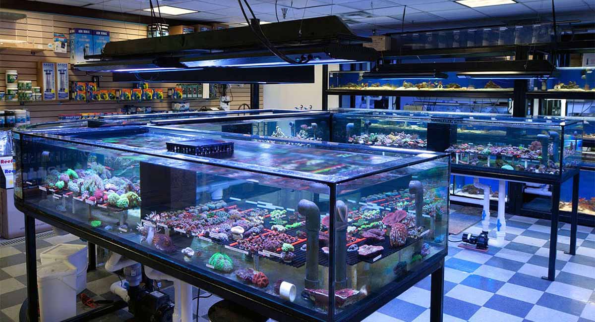 Tuzlu Su Akvaryumcuları