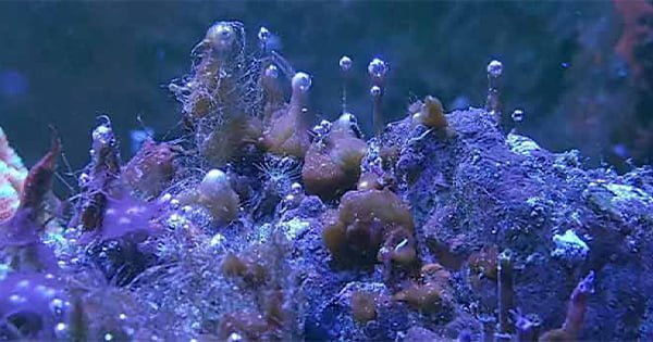 Tuzlu Su Akvaryumlarında Dino (Dinoflagellates)