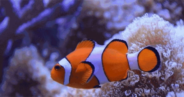 Tuzlu Su Akvaryumu Kurulumu Clownfish Görseli