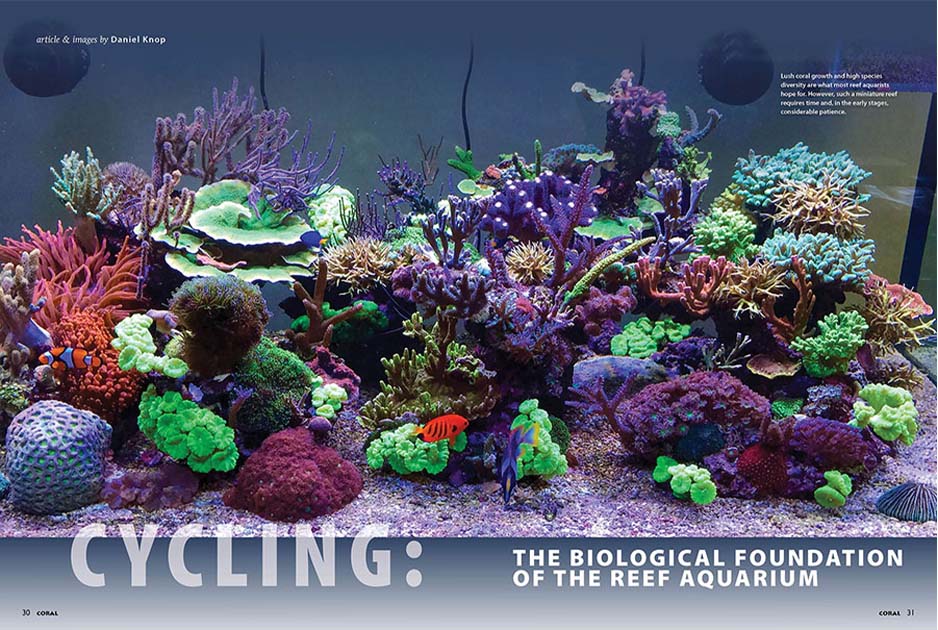 CORAL Dergisi Eylül 2025 / Tuzlu Su Akvaryumunun Biyolojik Temeleri