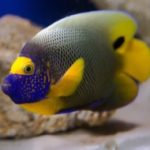 Ferhat Çağlıoğlu