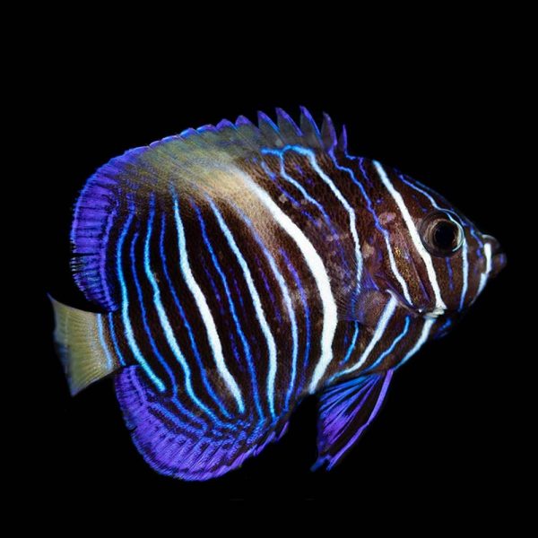 Yavru Maculosus Angelfish / Pomacanthus maculosus