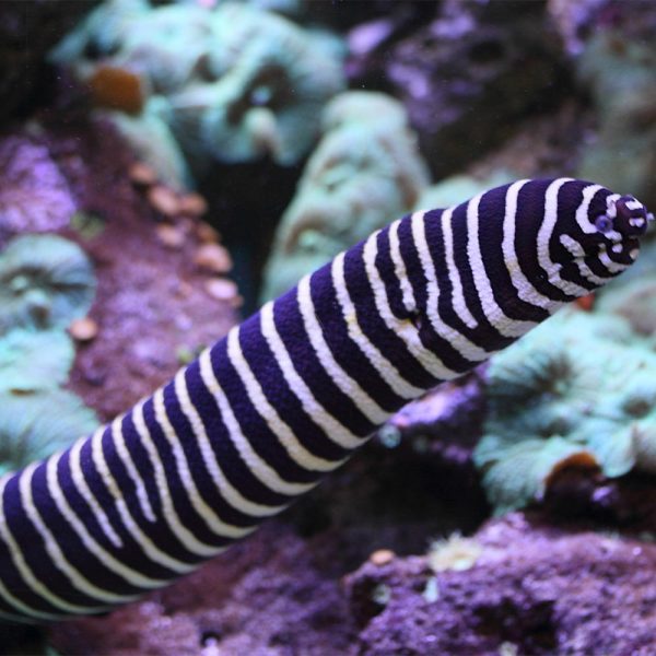 Zebra Moray Eel / Gymnomuraena zebra